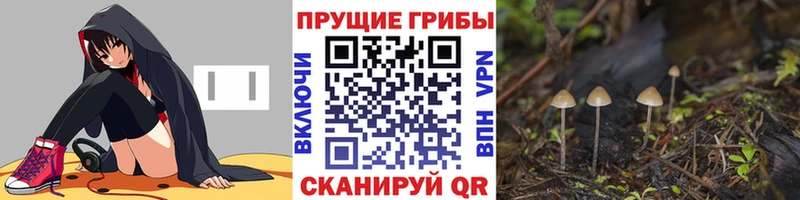 Псилоцибиновые грибы Cubensis  где найти   Усть-Илимск 